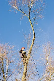 Green Space Management Drucke: Tree surgery