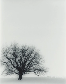 Tree In Snow Drucke: Tree in winter