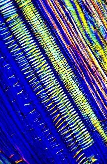 Polarised Light Microscopy Drucke: Tree xylem vessels, light micrograph