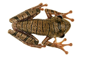 Rainforest Animal Photography Drucke: Treefrog