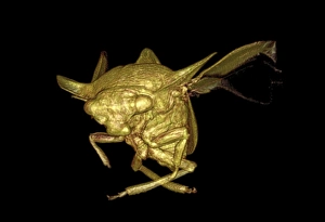Magnetic Resonance Imaging Scans Drucke: Treehopper, 3D MRI scan