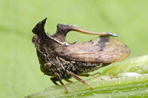 Drucke von Ein Baumkäfer auf einem Stiel eines Baumes (Baumkäfer: Familie Membracidae sind Insekten mit Körperformen die oft bizarre Formen annehmen sollen um sich zu verstecken) Bilder Datiert 2012 Oktober: Bäumehopfer C014 / 4650