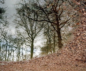 Trees In Water Reflection Drucke: Trees reflected in a pool of water