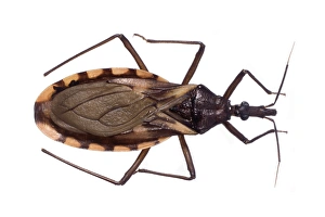 Triatomina-Käfer C016/5629