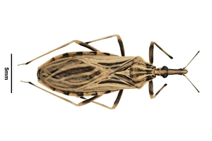 Blood Feeding Insects Drucke: Triatomine bug C016 / 5640