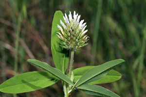 White And Yellow Blooms Drucke: Trifolium squarrosum