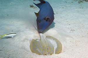 Sandy Bottom Habitat Drucke: Triggerfish and ray