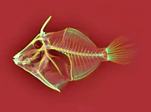 Bilder, datiert 2004: Flossfischgebeinröhrenaufnahme