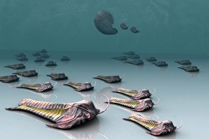 Trilobites