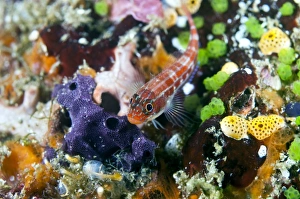 Tropical Marine Biodiversity Hotspot Drucke: Triplefin