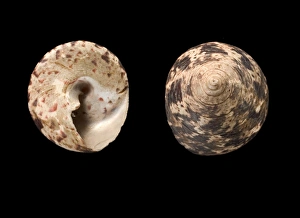 Tropical Ocean Creatures Drucke: Trochus snail shells C016 / 6043