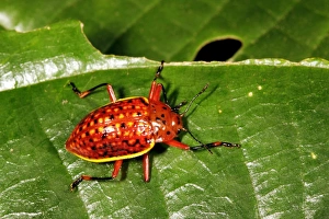 Drucke von Ein tropischer Käfer auf einer Blätter. Fotografiert im Regenwald bei einer Höhe von 900 Metern im Rio Bigal Biologischen Reservat nahe dem Nacionalpark Sumaco in Ecuador Bilder Datiert 2012 Dezember: Tropenkafer