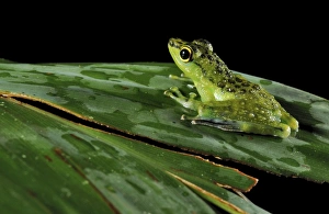 Borneo Wildlife Photos Drucke: Tropical frog