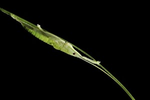 Tropical Insect Photography Drucke: Tropical insect