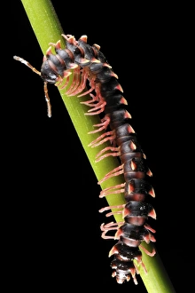 Gunung Mulu National Park Drucke: Tropical millipede