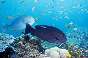 Coral Reef Ecosystem Drucke: Tropical reef fish