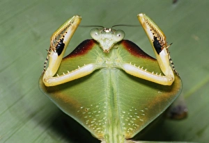 Tropical Shield Mantis Drucke: Tropical shield mantis