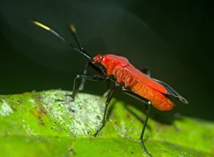 True Bug Drucke: True bug C016 / 4530