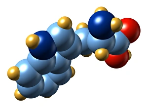 Amino Acid Structure Drucke: Tryptophan, molecular model