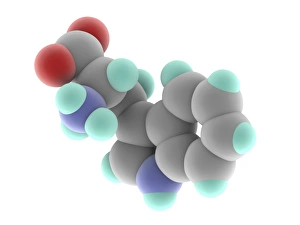 Amino Acid Structure Drucke: Tryptophan molecule