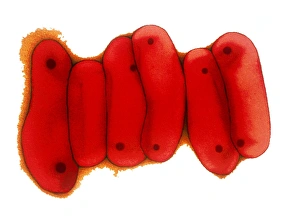 Mycobacterium Tuberculosis Drucke: Tuberculosis bacteria, TEM