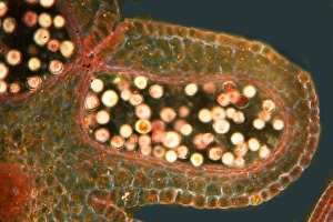Plant Reproduction Process Drucke: Tulip anther, light micrograph