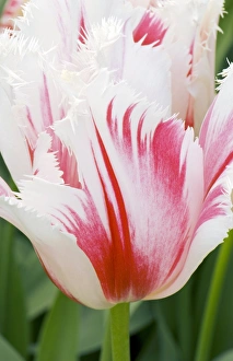 Freshness In Nature Photography Drucke: Tulipa Carousel