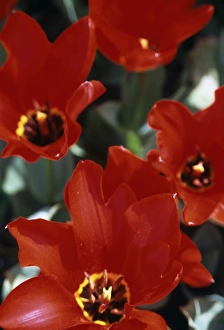 Monocotyledon Flowers Drucke: Tulips