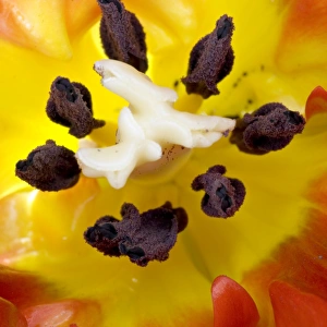 Plant Reproduction Process Drucke: Tulips reproductive structures