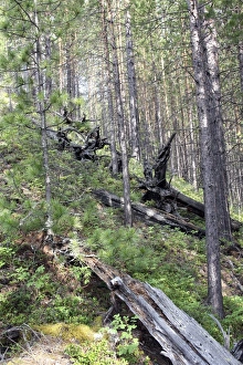 Drucke von Bäume im Tunguska fallen vor 100 Jahren, nach dem berühmten Ausbruch Bilder Datiert 2010 August: Tunguska-Wald