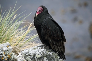 Drucke von Die Turkeiäffing (Cathartes aura) sitzt auf einer Felsplatte. Diese Auffügler lebt über ganz Nord- und Südamerika und ernährt sich hauptsächlich von Kadaveren Bilder Datiert 2010 September: Turkeienadler