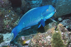 Blaukopf-Schmetterlingsmakrele