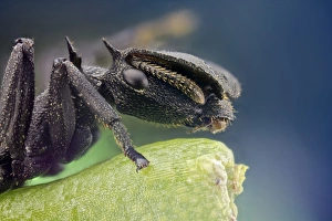 Käfer Schmetterling C018 / 2464