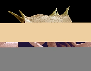Scanning Electron Micrograph SEM Drucke: Turtle ants head, SEM