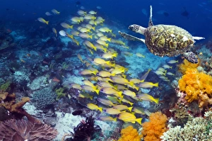Tropical Marine Animals Drucke: Turtle and fish on a reef