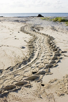 Sabah Wildlife Photography Drucke: Turtle tracks