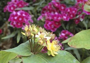 Yellow Garden Flowers Drucke: Tutsan (Hypericum androsaemum)