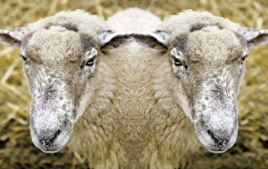 Drucke von Zweiköpfige Schafkonzeptionelle Abbildung eines Schafs (Ovis aries), das zwei Köpfe hat Bilder Datiert 2004 Juli: Zweihäusiger Schaf