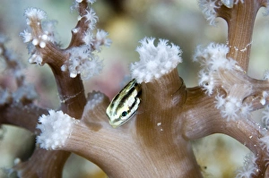 Asian Bony Fish Drucke: Two-stripe clingfish