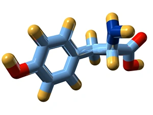 Amino Acid Structure Drucke: Tyrosine, molecular model
