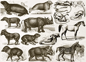 19th Century Science Illustrations Drucke: Ungulata