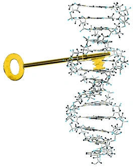 DNA Double Helix Structure Drucke: Unlocking DNA