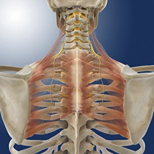 Bilder Datiert 7. November 2012: Oberer Rücken-Anatomie, Kunstwerk