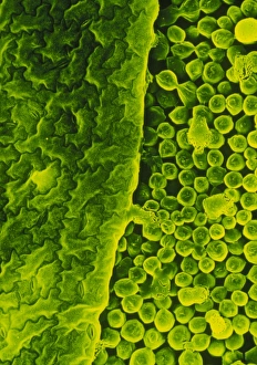 Photosynthesis Process Drucke: Upper surface of a pea leaf