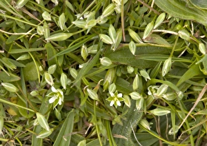 Wildflower Identification Drucke: Upright chickweed (Moenchia erecta)