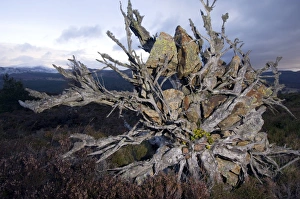 Pinus Sylvestris Images Drucke: Uprooted Scots pine tree