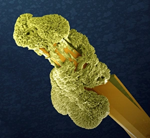 Scanning Electron Microscope Images Drucke: Uranyl acetate crystals, SEM