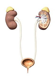Kidney Function Diagram Drucke: Urinary system, artwork C015 / 6455