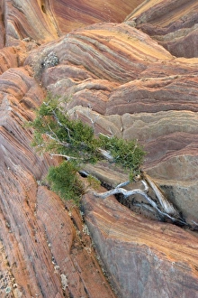 Utah Juniper Tree Drucke: Utah juniper tree (Juniperus osteosperma)