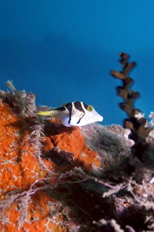 Valentinis sharpnose puffer